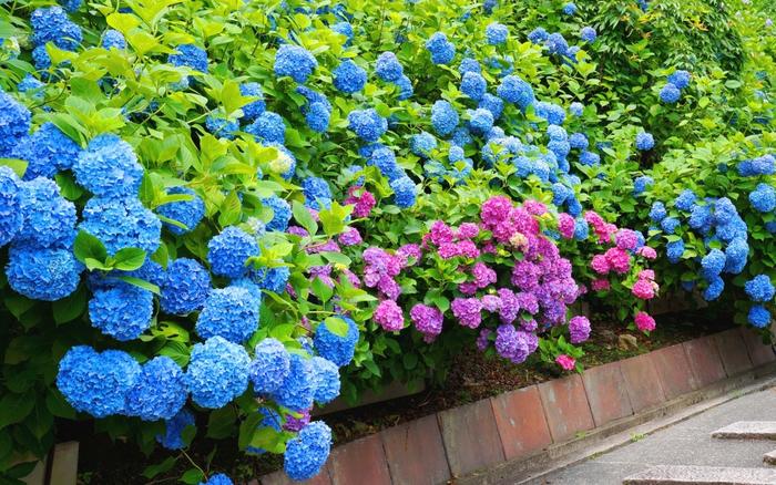 絵画風 壁紙ポスター (はがせるシール式) アジサイ 紫陽花 善峯寺 京都洛西のあじさいの名所 花 キャラクロ FAJS-010W1 (ワイド版 921mm×576mm) ＜日本製＞ ウォールステッカー お風呂ポスターのサムネイル