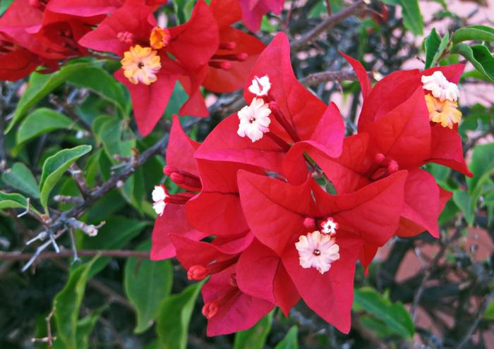 ブーゲンビリア② 楽天市場】ブーゲンビリア 赤の通販