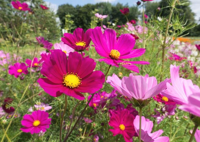 絵画風 壁紙ポスター (はがせるシール式) コスモス 秋桜 アキザクラ ピンクの花 花畑 フラワー キャラクロ FCMS-002A1 (A1版 830mm×585mm) ＜日本製＞ ウォールステッカー お風呂ポスター