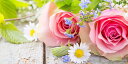絵画風 壁紙ポスター (はがせるシール式) ピンクのバラ アップ カモミール 薔薇 ハイブリッド・ティー モダンローズ 花 パノラマ キャラクロ FROS-014S1 (1152mm×576mm) <日本製> ウォールステッカー お風呂ポスター