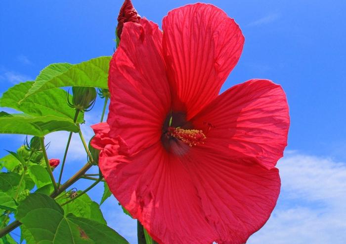 絵画風 壁紙ポスター （はがせるシール式） 赤いハイビスカスの花 青空 ブッソウゲ 仏桑華 沖...