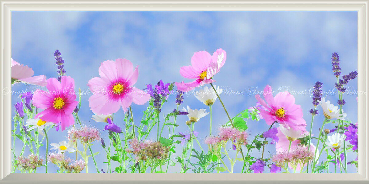 絵画風 壁紙ポスター (はがせるシール式) -窓の景色- コスモス 秋桜 アキザクラ パノラマ 【扉なし窓仕様】 キャラクロ FCMS-010NS1 (パノラマS版 1152mm×576mm) ＜日本製＞ ウォールステッカー お風呂ポスター