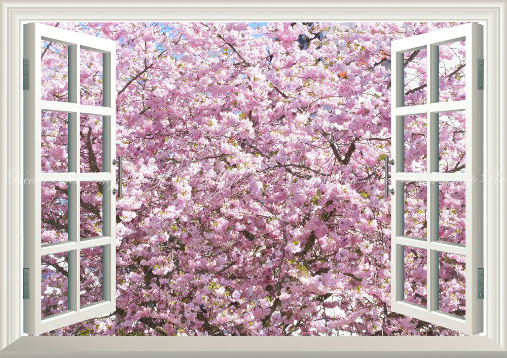 絵画風 壁紙ポスター （はがせるシール式） -窓の景色- 満開のさくら 桜の景色 八重桜 サクラ 開花 お花見 【窓仕様／トリックアート】 キャラクロ FSKR-013MA2 （A2版 594mm×420mm） 建築用壁紙＋耐候性塗料 インテリア