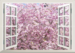 絵画風 壁紙ポスター （はがせるシール式） -窓の景色- 満開のさくら 桜の景色 八重桜 サクラ 開花 お花見 【窓仕様／トリックアート】 キャラクロ FSKR-013MA2 （A2版 594mm×420mm） 建築用壁紙＋耐候性塗料 インテリア