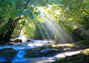 絵画風 壁紙ポスター (はがせるシール式) -地球の撮り方- 光のシャワーと美味しい水の水源、菊池渓谷の絶景 熊本県菊池市 キャラクロ C-ZJP-021A1 (A1版 830mm×585mm) <日本製> ウォールステッカー お風呂ポスター