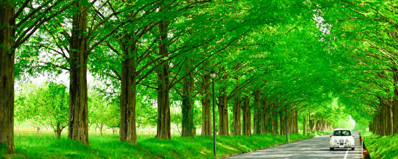 絵画風 壁紙ポスター (はがせるシール式) -地球の撮り方- どこまでも続く並木道 メタセコイア並木の新緑 日本街路樹百景 滋賀県高島市 パノラマ キャラクロ C-ZJP-042P1 (パノラマ版 1440mm×576mm) ＜日本製＞ ウォールステッカー お風呂ポスター