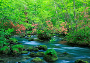 絵画風 壁紙ポスター (はがせるシール式) -地球の撮り方- ツツジ映える新緑の奥入瀬渓流 青森県十和田市 キャラクロ C-ZJP-046A1 (A1版 830mm×585mm) <日本製> ウォールステッカー お風呂ポスター