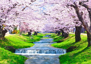絵画風 壁紙ポスター (はがせるシール式) -地球の撮り方- 流れ落ちる段々の川と桜の絶景、猪苗代町の観音寺川の桜並木 キャラクロ C-ZJP-076A2 (A2版 594mm×420mm) <日本製> ウォールステッカー お風呂ポスター