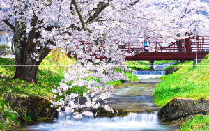 絵画風 壁紙ポスター (はがせるシール式) 【特大上下2枚仕様】-地球の撮り方- 流れ落ちる段々の川と桜の絶景、猪苗代町の観音寺川の桜並木《写真家/糸氏雄一郎》 キャラクロ C-ZJP-077L1W (パノラマL版 1843mm×576mm×2枚)<日本製> ウォールステッカー お風呂ポスター