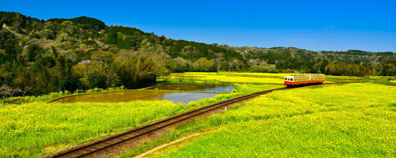 絵画風 壁紙ポスター (はがせるシール式) -地球の撮り方- 小湊鉄道の菜の花畑を走るトロッコ列車 千葉県市原市 パノラマ キャラクロ C-ZJP-081P1 (パノラマ版 1440mm×576mm) ＜日本製＞ ウォールステッカー お風呂ポスター