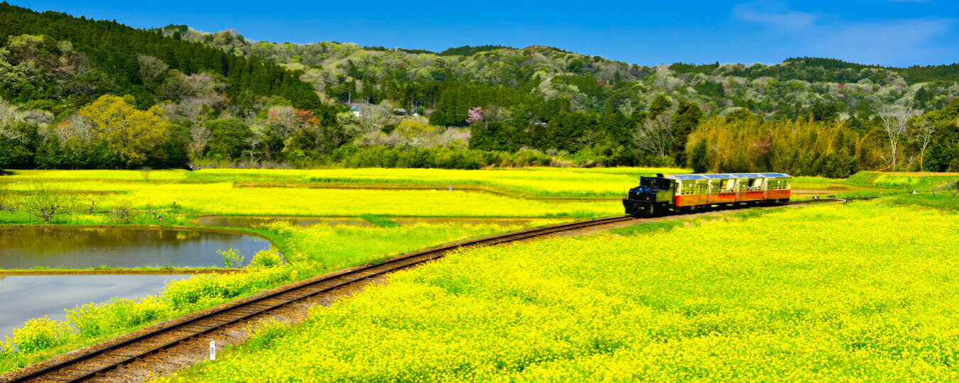 オンラインストア限定 絵画風 壁紙ポスター はがせるシール式 地球の撮り方 小湊鉄道の菜の花畑を走るトロッコ列車 千葉県市原市 パノラマ 日本の絶景 キャラクロ C Zjp 0p1 パノラマ版 1440mm 576mm 建築用壁紙 耐候性塗料 インテリア 値引 Lamaduninatrattoria