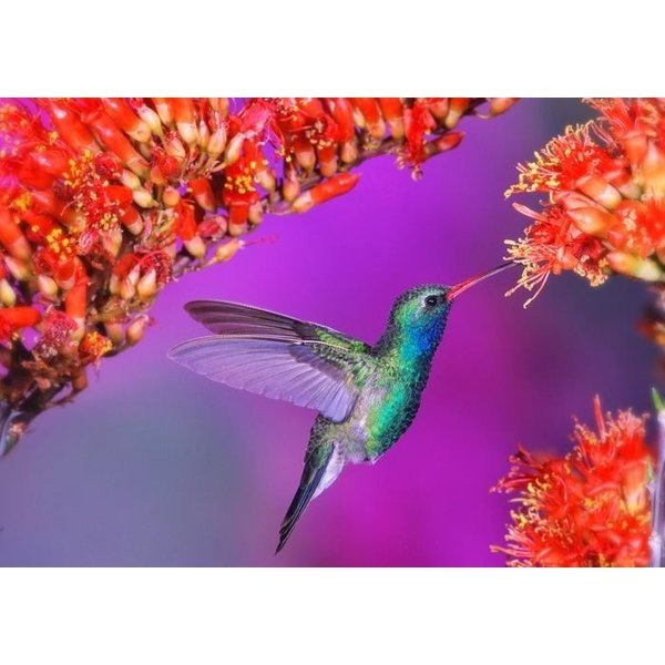 絵画風 壁紙ポスター (はがせるシール式) ハチドリとオレンジの花 蜂鳥 ハミングバード 鳥 キャラクロ BHCD-007A2 (A2版 594mm×420mm) ＜日本製＞ ウォールステッカー お風呂ポスター