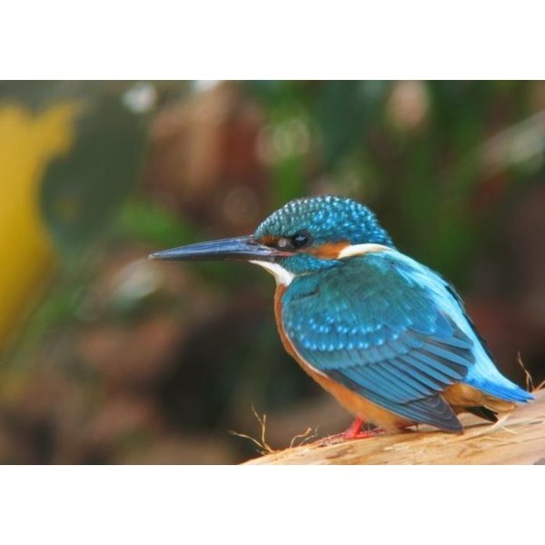 絵画風 壁紙ポスター (はがせるシール式) カワセミ 青 翡翠 川せみ ソニドリ 翠鳥 鳥 キャラクロ BKWS-002A2 (A2版 594mm×420mm) ＜日本製＞ ウォールステッカー お風呂ポスター