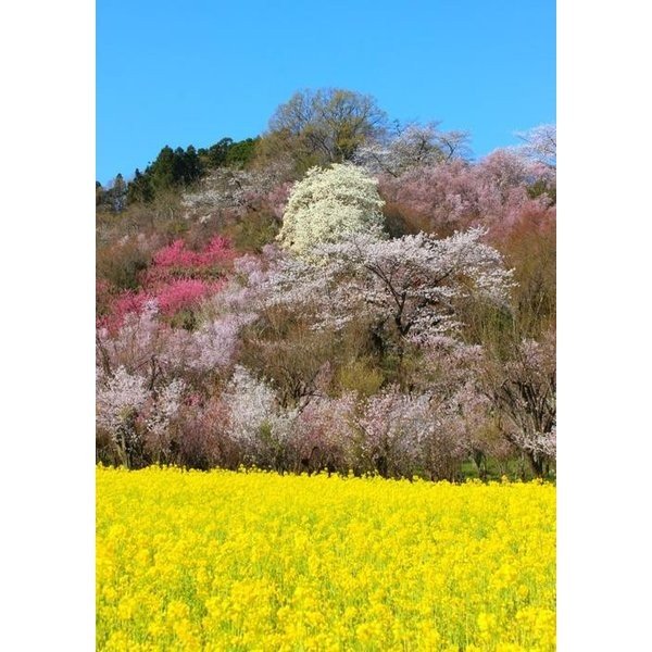 絵画風 壁紙ポスター (はがせるシール式) さくら 桜 一重桜 八重桜 福島 花見山 桜 サクラ 開花 春 キャラクロ FSKR-015A1 (A1版 585mm×830mm) ＜日本製＞ ウォールステッカー お風呂ポスターのサムネイル