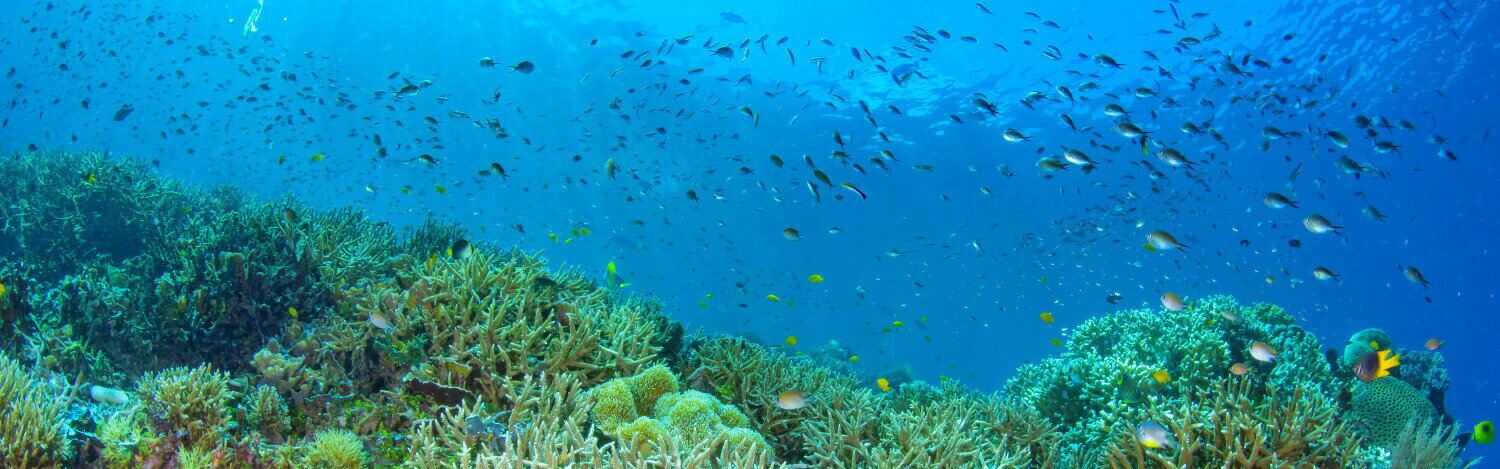 絵画風 壁紙ポスター (はがせるシール式) -まだ見たことのない世界- 海洋生物の宝庫、奇跡の海 インドネシア ラジャアンパットのサンゴの群生 -水中写真家 茂野優太- キャラクロ S-UWH-002L1 (パノラマL版 1843mm×576mm) ＜日本製＞ ウォールステッカー お風呂ポスター