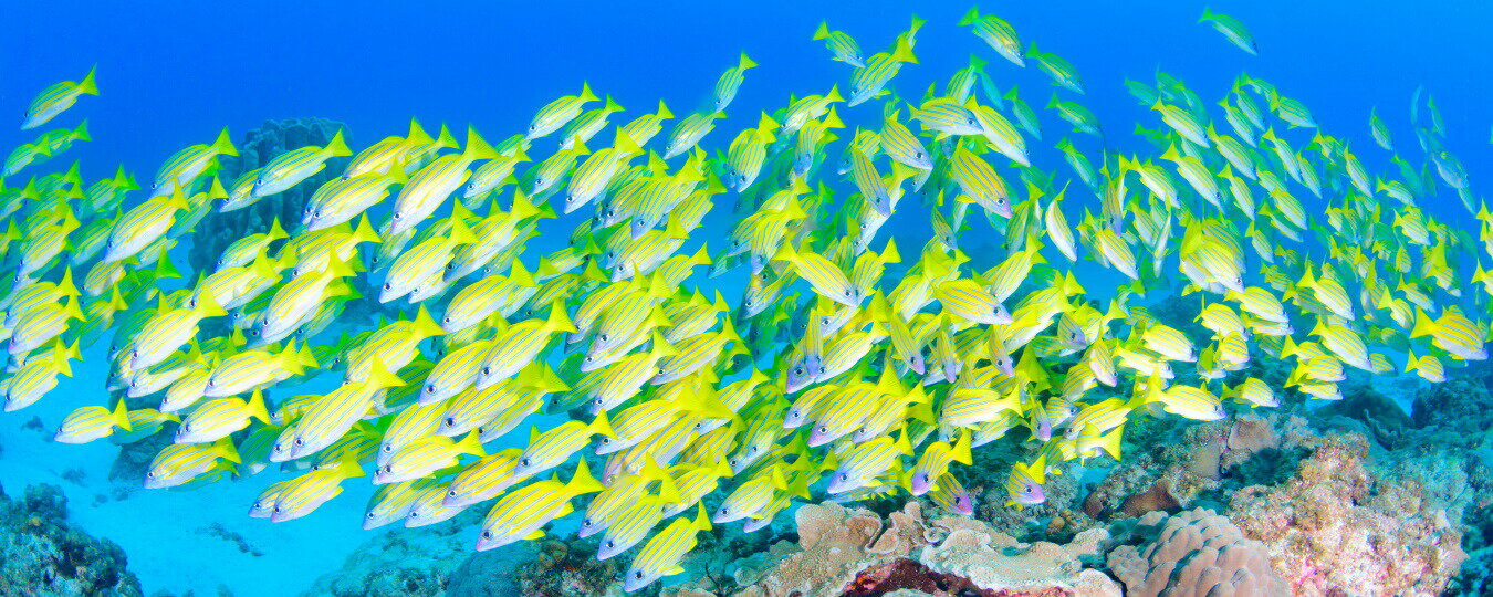 絵画風 壁紙ポスター (はがせるシール式) -まだ見たことのない世界- 日本の最果て、小笠原諸島 母島で出会ったヨスジフエダイのカラフルな光景 -水中写真家 茂野優太- キャラクロ S-UWV-002P1 (パノラマ版 1440mm×576mm) ＜日本製＞ ウォールステッカー お風呂ポスター