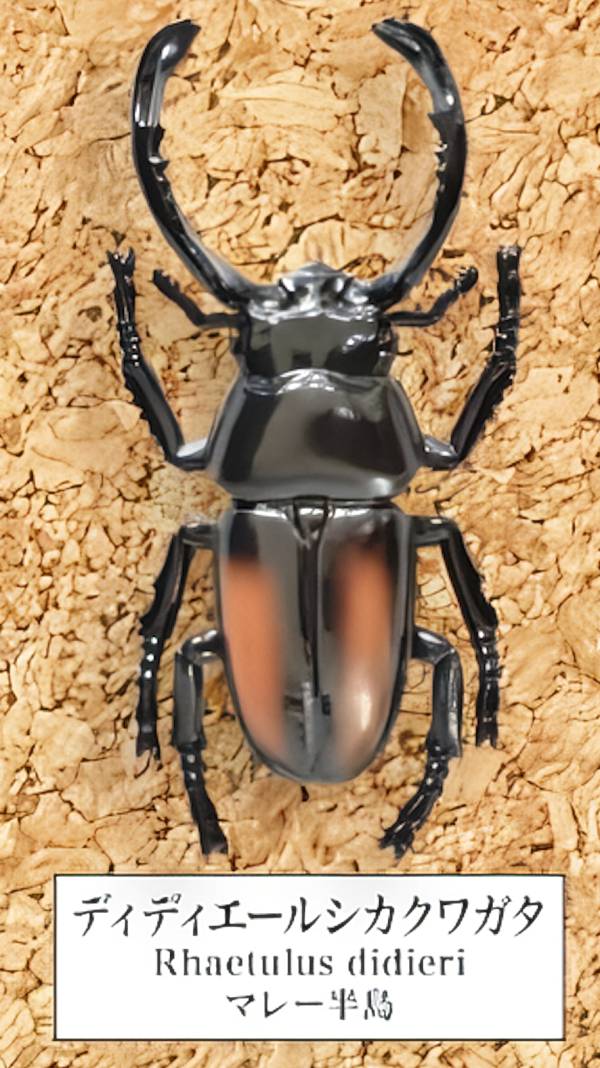 【ディディエールシカクワガタ】 甲虫採集標本 ZOOM