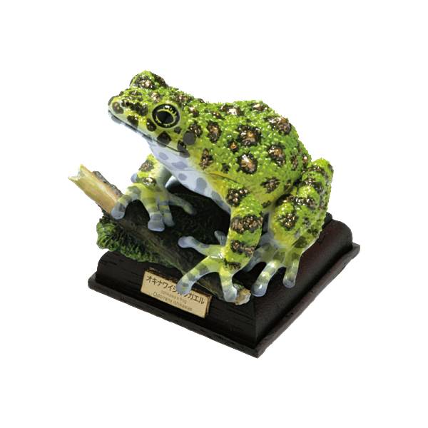 【オキナワイシカワガエル】ネイチャーテクニカラー 日本のカエル 特装版