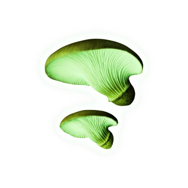 【ツキヨタケ】 ネイチャーテクニカラーMONO PLUS 光るキノコのマグネット