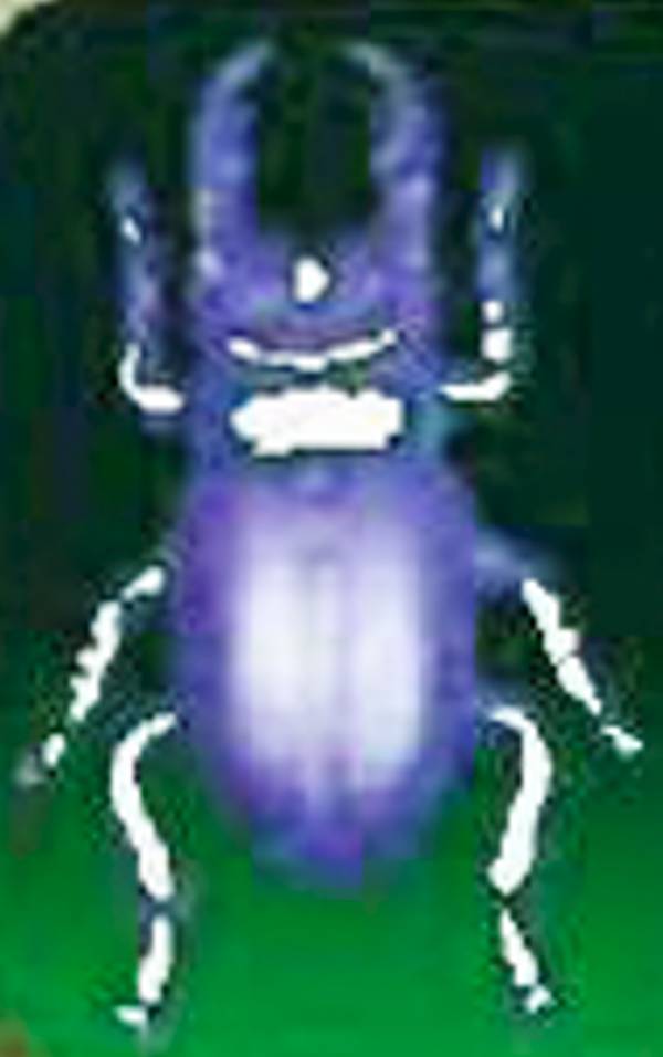 ڥߥޥ塞(եVer.)۹ 쥯֥ե奢