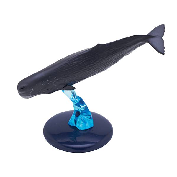 【マッコウクジラ】ネイチャーテクニカラー400 クジラとイルカ