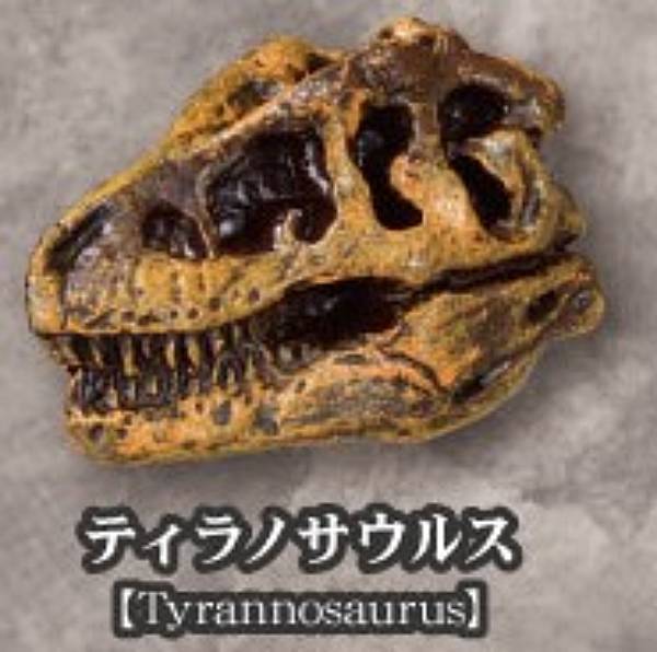 楽天市場】恐竜歯化石(その他|コレクション):ホビーの通販 楽天市場】恐竜歯化石(その他|コレクション):ホビーの通販