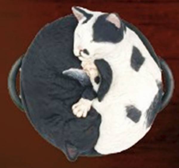 【黒ブチ＆黒猫】なべ・ねこ