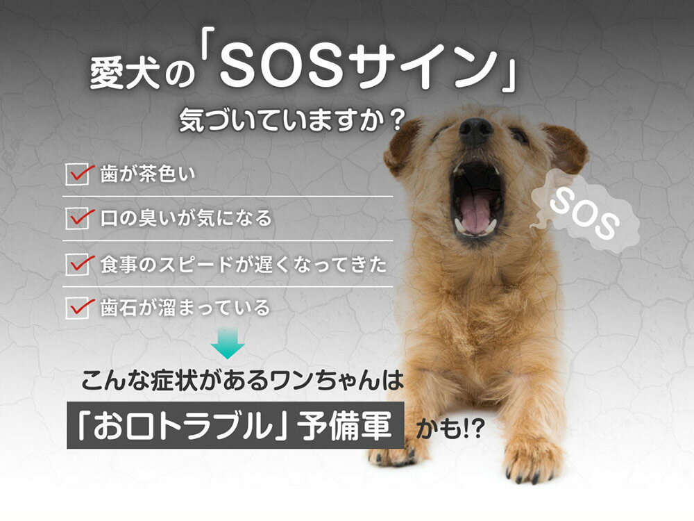 【公式】愛犬の歯周予防 犬用デンタルケア ジェル Dr.wandel ドクターワンデル 30g(1ヶ月分) リボーテ(re:beaute)公式ストア正規品 歯周対策 犬 口臭 ペット 口臭ケア ペット 歯磨き 3