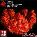 【イーグルス感謝祭限定4,189円OFF】≪特大サイズ≫花咲蟹 花咲ガニ(姿)