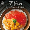 【9月限定販売】究極の生うに生イクラ丼を創る” 旬のチルドいくら+うに 海鮮2色丼北海道 斜里産 秋鮭の未冷凍イクラ 150g+礼文島産 生キタムラサキウニ 90g セット【送料無料】雲丹 無添加 塩水 生うに 塩水 利尻 お取り寄せグルメ 海鮮 海産 食品 食べ物