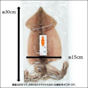 ＼冷めても旨い♪ふっくら仕上げ／北海道産 肉厚イカの一夜干し2枚(中サイズ)セット【送料無料(2/28まで)】国産 北海道 お取り寄せグルメ イカ 海鮮 高級