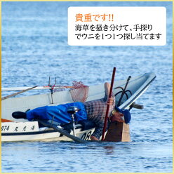 【送料無料】無添加北海道生うにキタムラサキウニ180gミョウバン不使用礼文・利尻島産北海道産塩水ムラサキウニウニ生ウニうに雲丹北海道お土産お取り寄せ母の日ギフトプレゼント