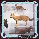米CD Cohen, Danny Museum of Dannys TZ7405 Tzadik /00110