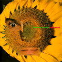 【中古】米CD Caetano Veloso Circulad? 9792772 Elektra Nonesuch /00110