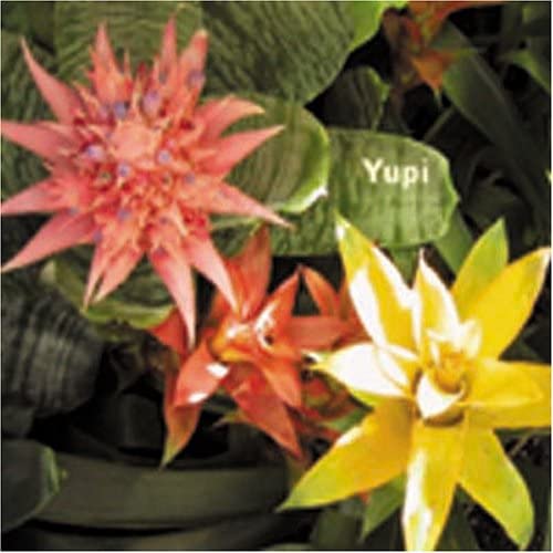 CD kazumasa hashimoto Yupi PLIP3007 紙ジャケ /00110