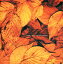 【中古】CD Wyse (2) Dead Leaves Shower REAL0002 Real /00110 3,300円