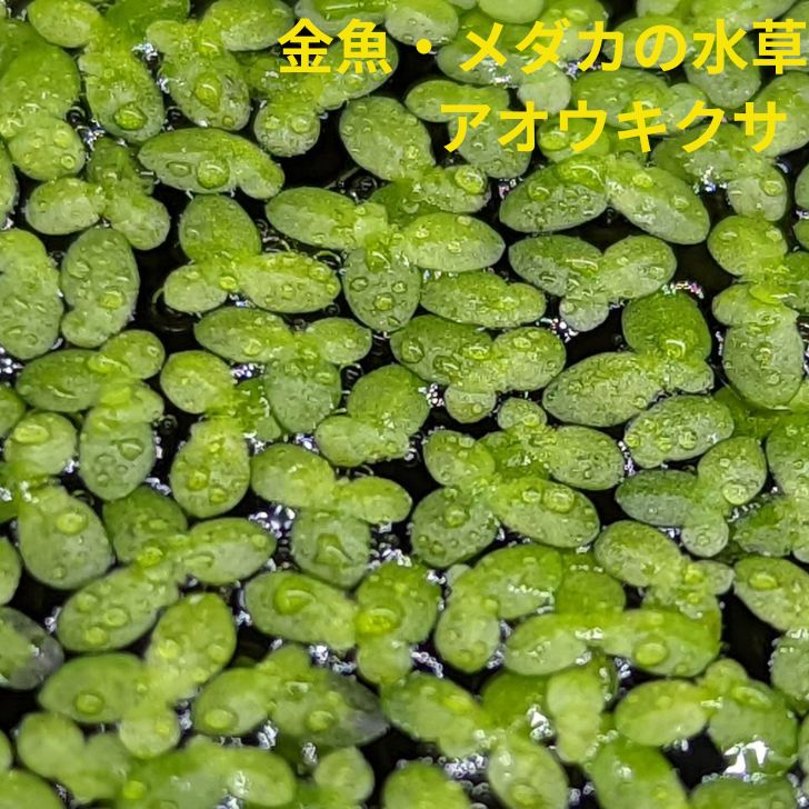 【水草】アオウキクサ（無農薬）浮草3カップ(パック包装)直径8センチカップ表面いっぱい