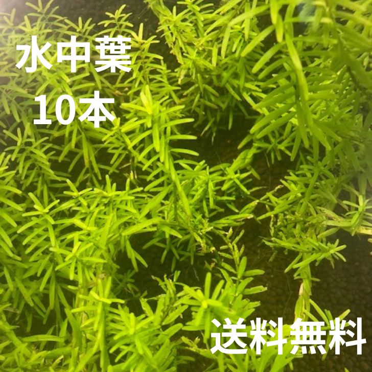 （水草）ルドウィジア　ナタンス　流木付　Sサイズ（水上葉）（無農薬）（1本）（約15cm）