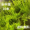 送料無料 グリーンロタラ ライトグリーン系 10本 水中葉 水草 有茎水草 国産 無農薬 初心者向け 育てやすい 中景～後景草 グリーンロタラ ライトグリーン系 育てやすい 熱帯魚用の有茎水草です。ライトグリーン系の水草で明るく細い葉をもつ人気のロタラです。ロタラの中では最も育てやすい部類に属します。レイアウト水槽なでよく見る綺麗に這った姿にするには二酸化炭素の添加と高光量が必要です。肥料分の要求量が多めなのでソイル系の底砂をがおすすめです。とても丈夫な水草で幅広い環境に耐える丈大な性質をもちます。成長が速く、水質がまだ安定していないセット直後の水槽に植えることで余分な水中の養分などを吸収して水質を安定化させる効果もあります。根張りもよくグッピー水槽などにもお勧めです。稚魚の隠れ家にもなります。レイアウトは中景から後景に用いましょう。斜めに伸びる習性があります。根はありませんが土の中に植えるとすぐに発根しますのでご安心ください。水草育成水槽にはミナミヌマエビ・ヤマトヌマエビが入っており元気に育っている環境にて育成しております。※画像はイメージです。育成状態によりサイズや葉数、色、量等が画像と異なる場合がございます。 5