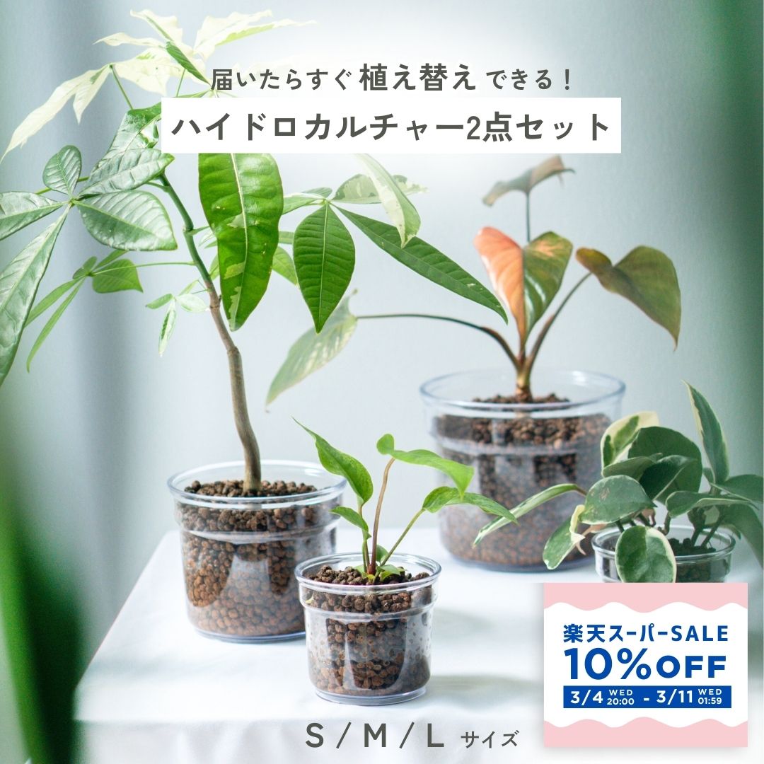 P5倍【ハイドロ植え替えセット】選べる透明鉢 ハイドロカルチャー 植え替えセット お試用 一鉢用 鉢 透明鉢 観葉 植物 ハイドロ用 鉢 ミニ観葉植物 虫がつかない 土なし 小さい 大きい 観葉植物 ミニチュア 小型 小さいサイズ 育てやすい ガラスのような透明感 軽い