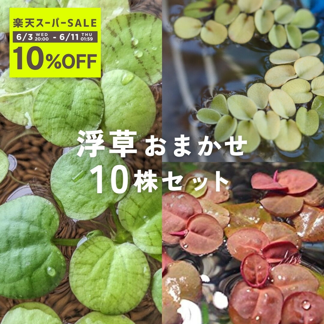 Rakuten