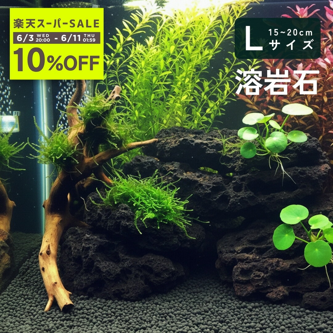 ＜10%OFF!＞溶岩石 Lサイズ 1本 約15〜20cm【形状お任せ 高多孔質】アクアリウム テラリウム パルダリウム 活着ベース ウィローモス アヌビアス ミクロソリウム エビ 隠れ家 水質浄化 メダカ 水槽 レイアウト 石