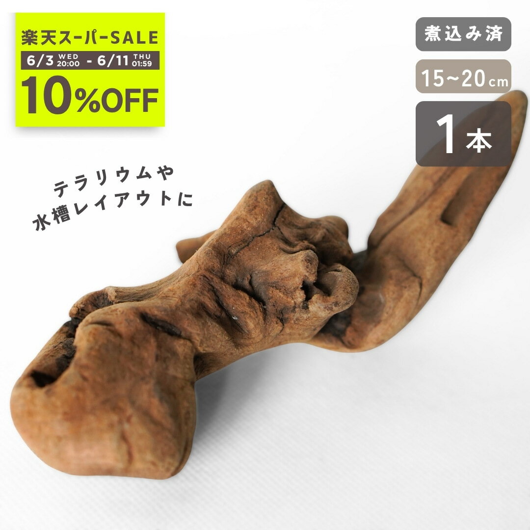 ＜10 OFF ＞送料無料 煮込み済み 流木 1本 15cm〜20cm【活着ベースに最適】あく抜き済み 形状お任せ 水草 活着 固定 活着素材 アヌビアス ミクロソリウム ウィローモス 着生植物 アクアリウム メダカ 水槽 レイアウト ビオトープ 処理済み 天然 マングローブ