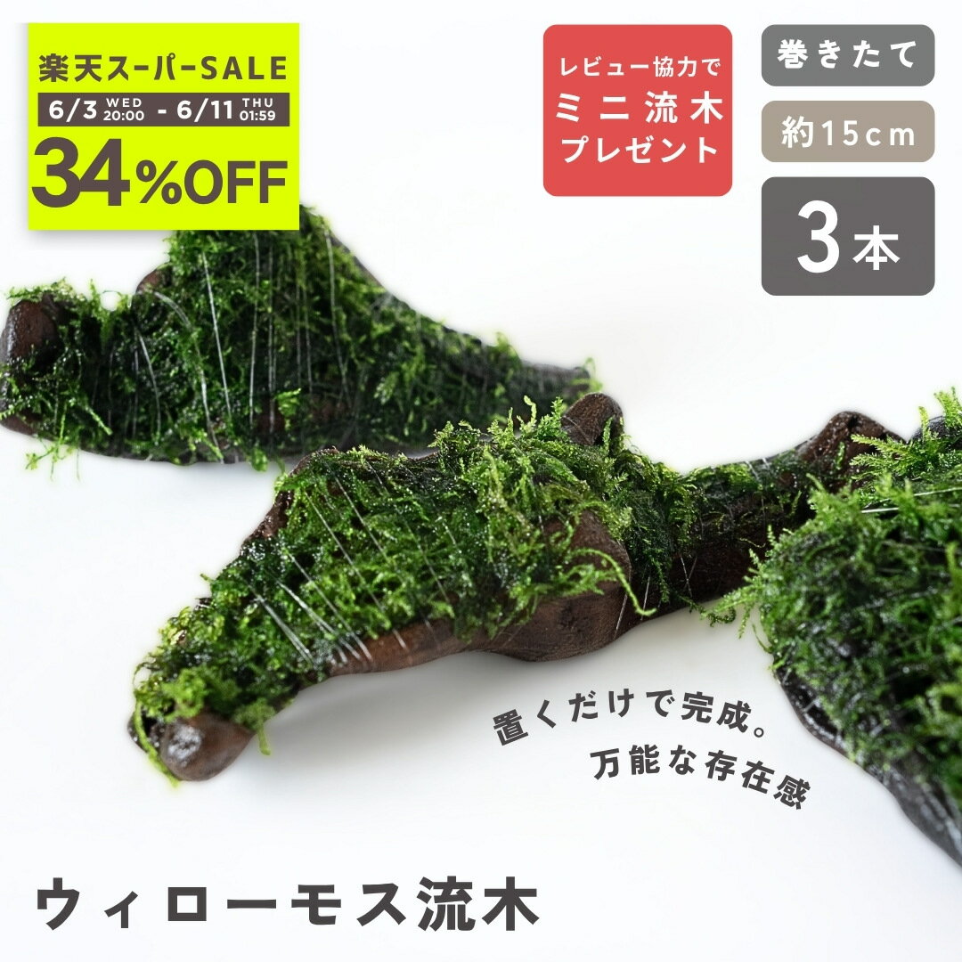 ＜34％OFF＞【レビュー協力でミニ流木プレゼント】 ウィローモス 流木 《約15cm 3本》 巻きたて 成長済 形状お任せ あく抜き済み 活着ベース マングローブ系 アクアリウム メダカ 金魚 シュリンプ 隠れ家 産卵床 置くだけ 育てやすい 水草 処理済