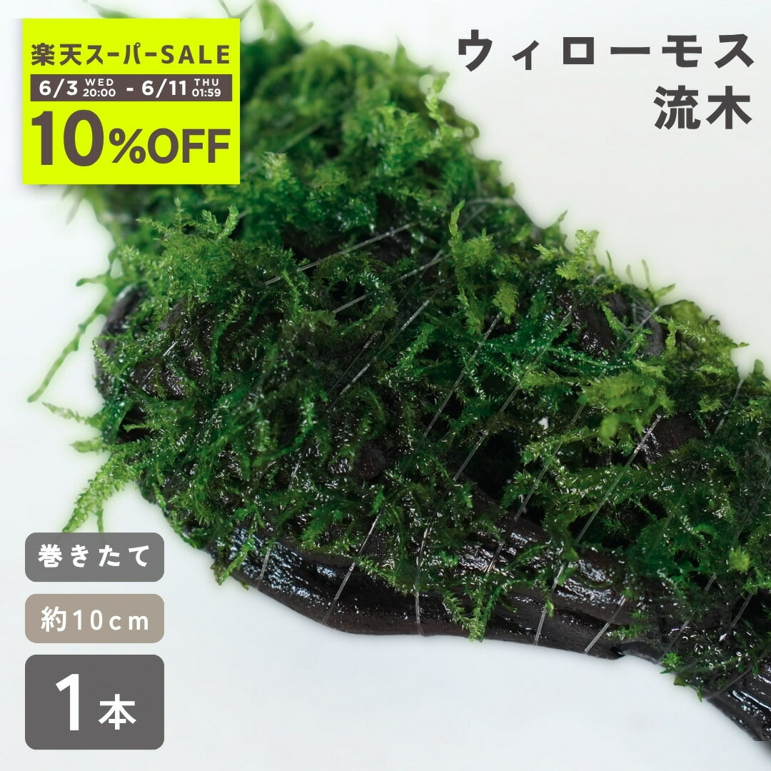 ＜10%OFF!＞送料無料【レビュー協力でミニ流木プレゼント】ウィローモス 流木 《約10cm 1本 ...