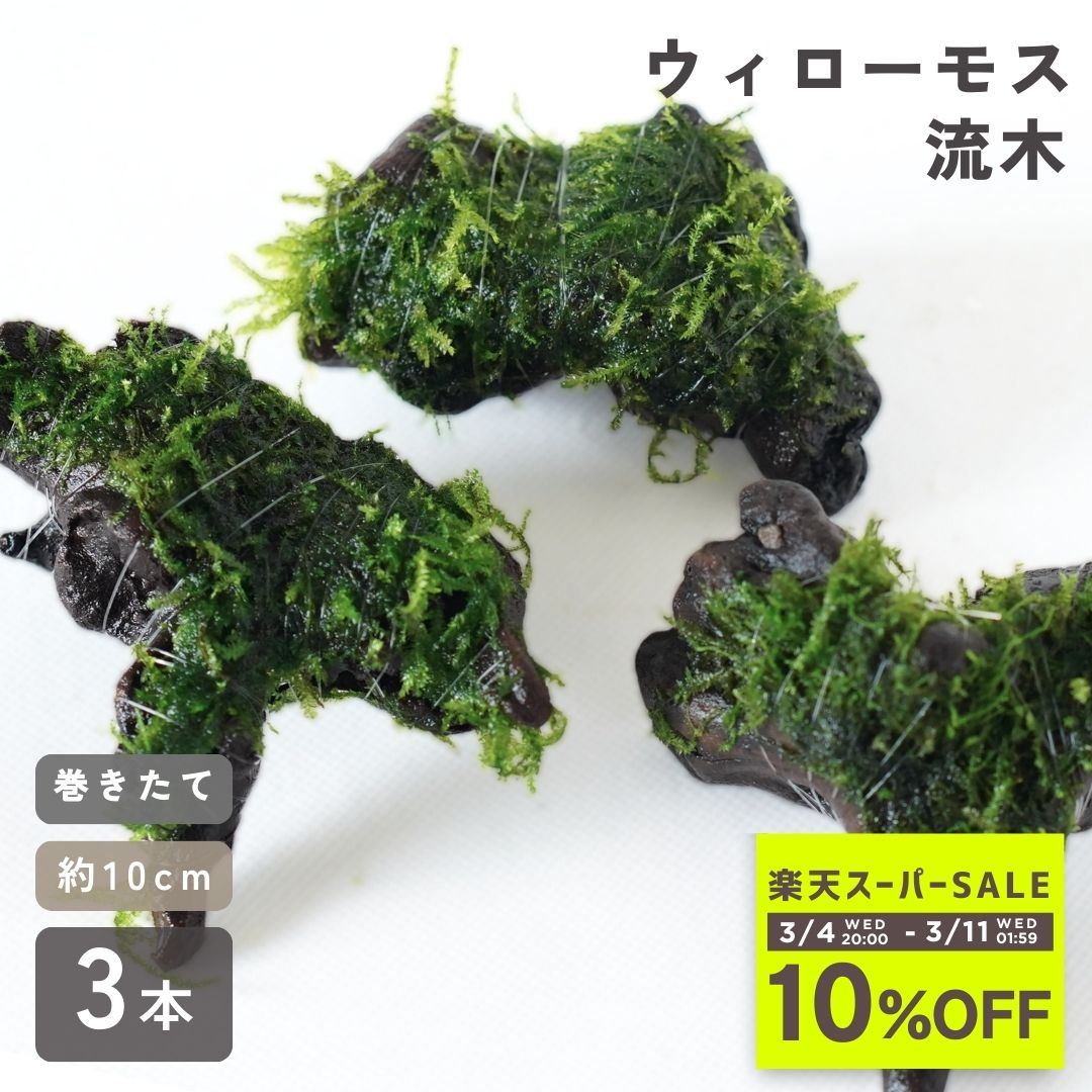 【初心者 おすすめ】ウィローモス 流木 《約10cm 3本セット》 巻き立て【水中葉 無農薬】形状お任せ あ..