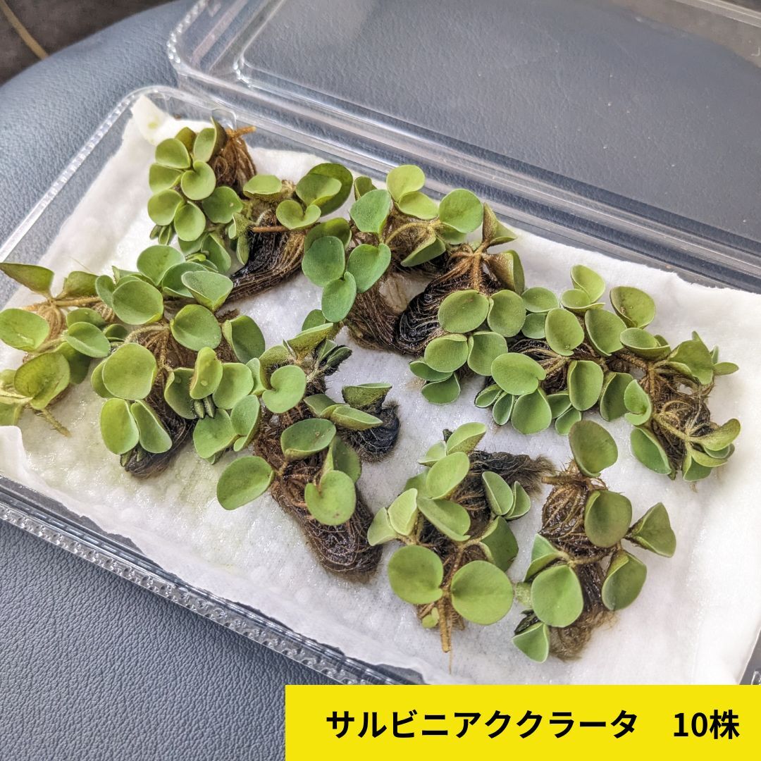 無農薬 ホテイアオイ 5株 セット 小サイズ ミニ サイズ小 浮草 在庫処分 ホテイ草 メダカ 産卵 ビオトープ 趣味 水草 アクアリウム ガーデニング 浮き草 ホテ草 ホテアオイ 庭 癒し 趣味 かわいい めだか 産卵床 ポイント消化