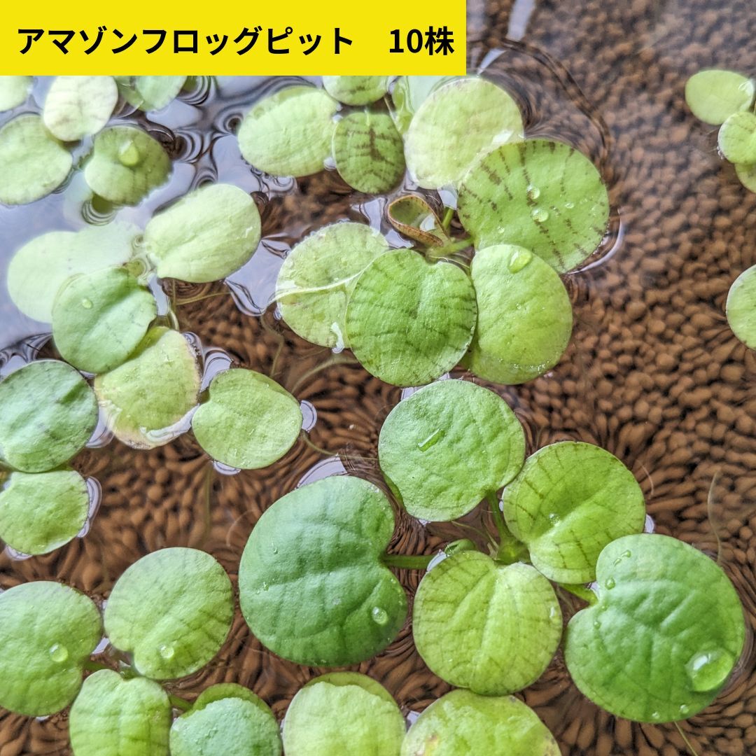 期間限定オマケ株付き アマゾンフロッグピット 10株 パック包装 ネコポス 水草 無農薬 浮草 送料 ...