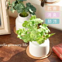 フェイクグリーン 消臭 観葉植物 ct触媒 造花 卓上 アーティフィシャルグリーン S エクリア ギフト グリーン インテリア
