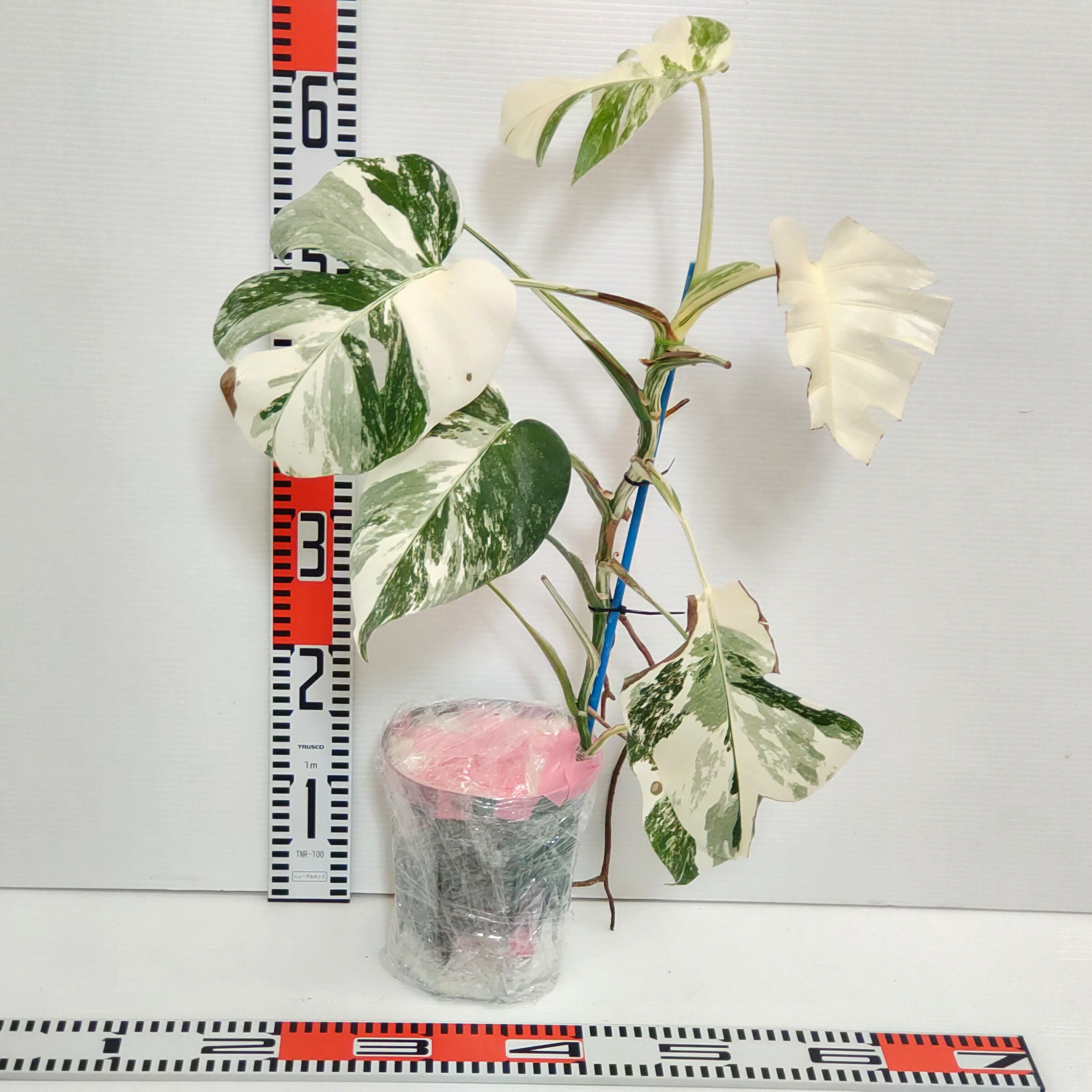 楽天市場】斑入り 葉(観葉植物|花・観葉植物):花・ガーデン 楽天市場】斑入り 葉(観葉植物|花・観葉植物):花・ガーデン